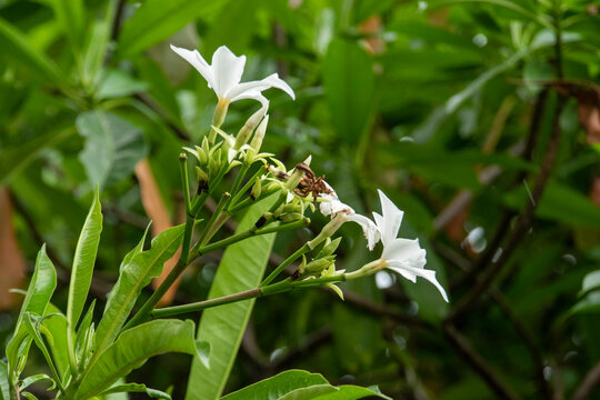 Fresh flowers of Cerbera manghas or Bintaro tree blooming in the wild. This highly poisonous tropical species features smooth green skin and elongated leaves, commonly found in coastal areas.