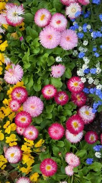 Vibrant Spring Flower Bed with English Daisies, Pansies, and Forget-Me-Not, Vertical video
