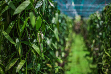 Naklejka premium Bourbon Vanilla culture on Reunion Island, France