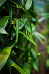 Bourbon Vanilla culture on Reunion Island, France	