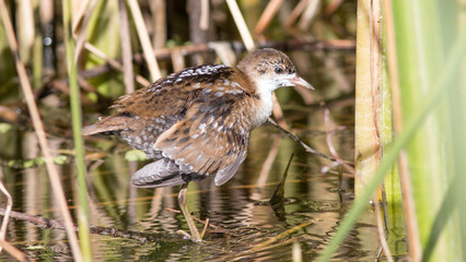 female mallard duck