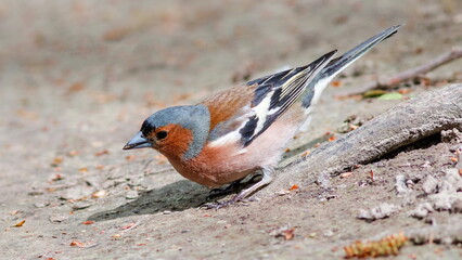 female cardinal on a branch