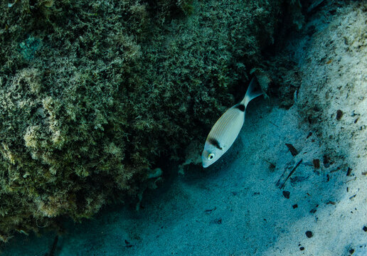 Sar &agrave; t&ecirc;te noire (Diplodus vulgaris) cherchant sa nourriture parmi les algues et le sable blanc