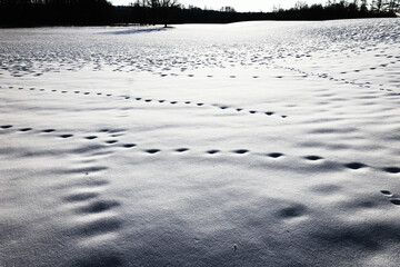 雪原についた足跡