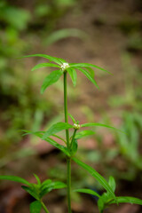 Obraz premium Detailed eye level shot of Spermacoce pusilla displaying its unique star-like leaf whorls. The vibrant green lanceolate foliage frames a central cluster of delicate, small white blossoms.