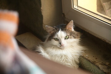 Pretty cat on the window © Elen Zemskovich