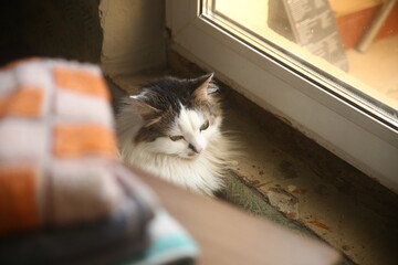 Pretty cat on the window © Elen Zemskovich