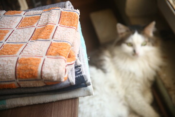 cat on the floor and 