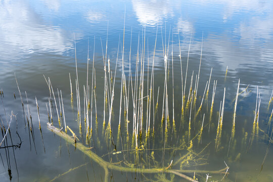Reeds and submerged branches in Proserpina Reservoir, Merida Spain
