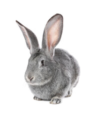 Obraz premium Cute fluffy Easter bunny isolated on white