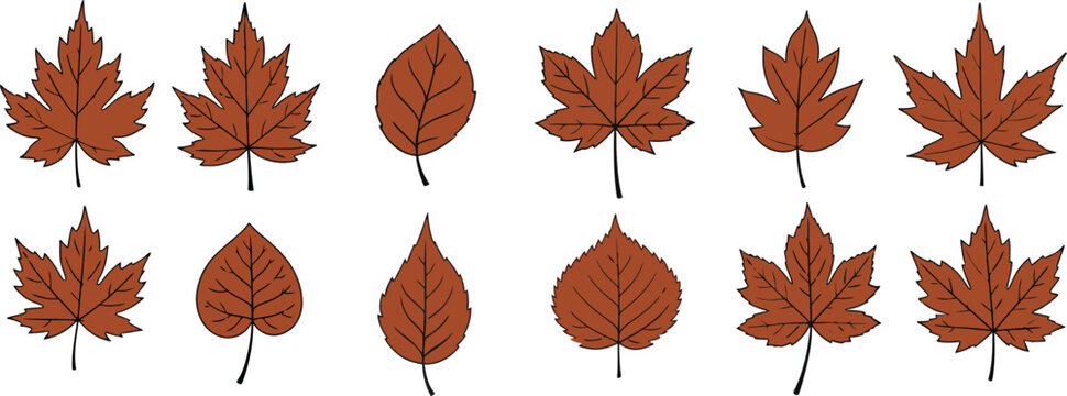 Collection of twelve brown maple leaves on white background