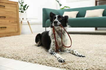Cute Border Collie dog holding leash in mouth indoors