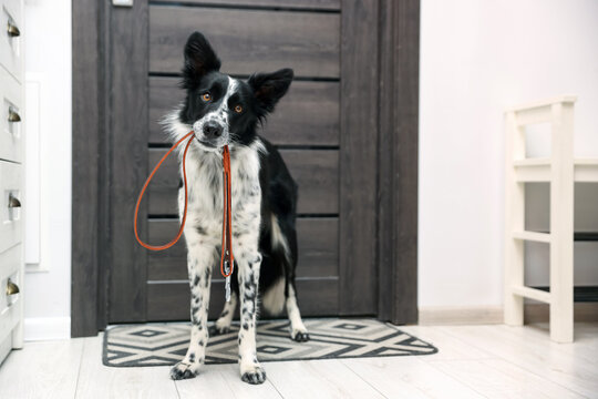Cute Border Collie dog holding leash in mouth near door indoors, space for text