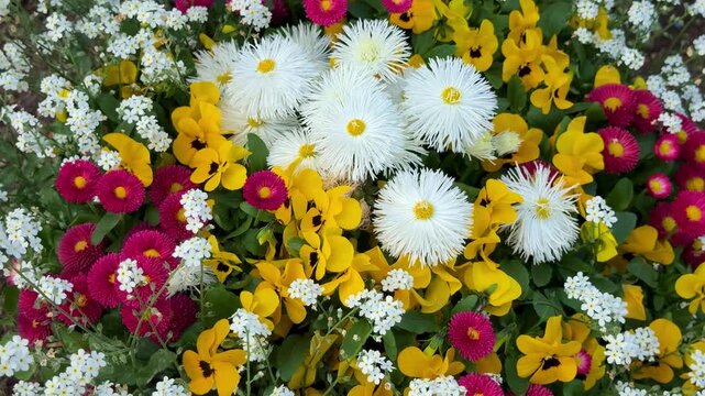 Spring Flower Bed with English Daisies, Pansies, and Forget-Me-Nots, close up