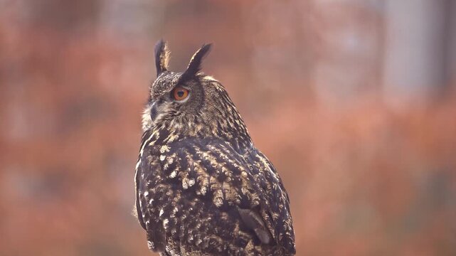 Majestic Eurasian Eagle-owl perched in golden autumn forest turning head around in warm sunlight