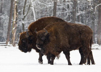 Rodzina żubrów na leśnej zimowej polanie © kubikactive