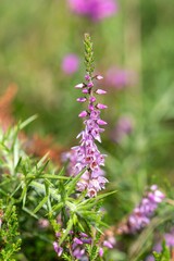 Obraz premium Close up of common heather (calluna vulgaris) in bloom