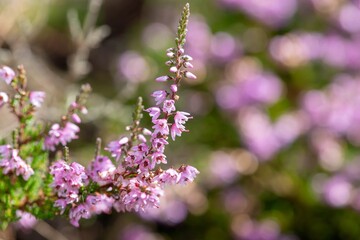 Obraz premium Close up of common heather (calluna vulgaris) in bloom
