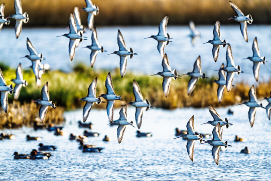 Black-tailed Godwits, Limosa limosa, birds in flight over marshes