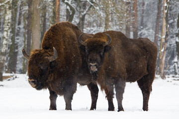 Rodzina żubrów na leśnej zimowej polanie © kubikactive