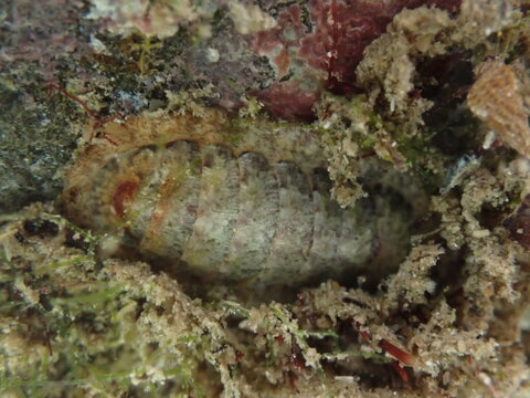 Chiton (Rhyssoplax phaseolina) undersea, Ligurian Sea, Italy, Imperia