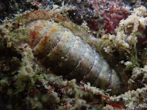 Chiton (Rhyssoplax phaseolina) undersea, Ligurian Sea, Italy, Imperia