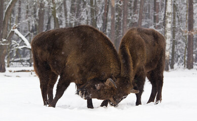Rodzina żubrów na leśnej zimowej polanie © kubikactive