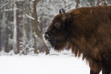 Rodzina żubrów na leśnej zimowej polanie © kubikactive