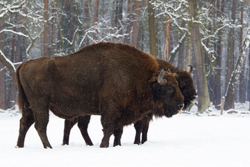 Rodzina żubrów na leśnej zimowej polanie © kubikactive
