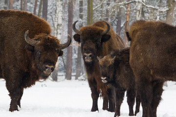 Rodzina żubrów na leśnej zimowej polanie © kubikactive
