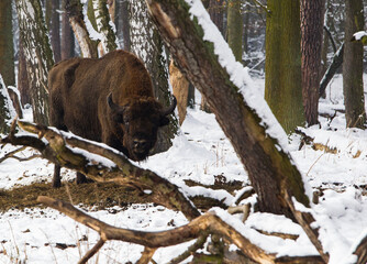 Rodzina żubrów na leśnej zimowej polanie © kubikactive