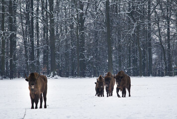Rodzina żubrów na leśnej zimowej polanie © kubikactive