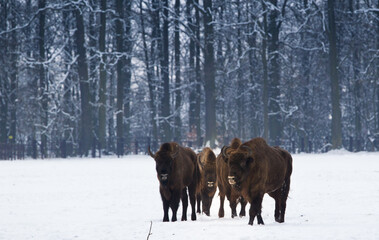 Rodzina żubrów na leśnej zimowej polanie © kubikactive