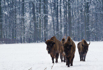 Rodzina żubrów na leśnej zimowej polanie © kubikactive