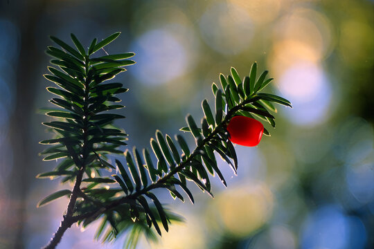 Yew fruit, Taxus baccata. Badde Salighe - Ortakis - Mularza Noa Forest. Bolotana, Nuoro, Sardinia.