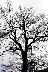 Obraz premium A dramatic black and white photograph of a large bare deciduous tree photographed from below, its dark silhouette of thick trunk, spreading branches, and intricate bare twigs filling the frame against