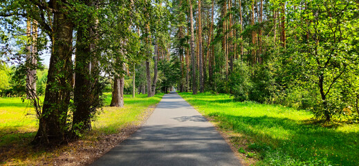 A quiet forest path in a park on a sunny summer day