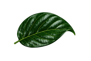 Obraz premium Green tropical leaf with visible veins, showcasing fresh foliage and organic nature on transparent background