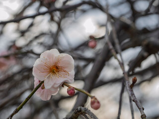 枝先に一輪、春を告げる可憐な梅 © かめです
