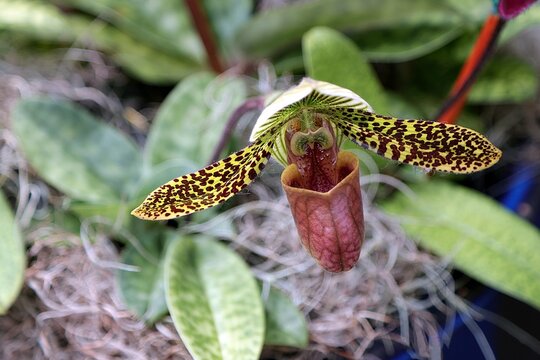 Exotic Paphiopedilum sukhakulii orchid with speckled yellow-green petals and a deep maroon pouch in bloom, set against a soft natural background.