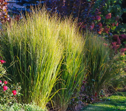 Colorful fall landscape of golden northwind grasses, panicum virgatum. On a sunlit day, its natural beauty is at its peak, a golden, waving expanse that embodies the wild elegance of the prairie.