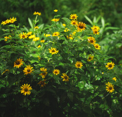 Yellow Wildflowers Blooming in Lush Green Garden
