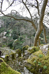 Mossy Forest View and Castle Walls in Sintra, Portugal