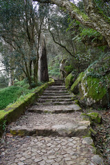 Fototapeta premium Moss-Covered Stone Steps in the Lush Forest of Sintra, Portugal