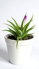 A vibrant, potted plant, boasting elongated green leaves and a delicate, magenta-colored bloom. The simple white pot provides a clean backdrop