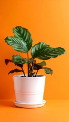 A vibrant potted plant with patterned green leaves against an orange background. The plant sits in a white pot