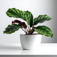 A vibrant, potted plant with striking green and white striped leaves and deep burgundy undersides, placed against a neutral background