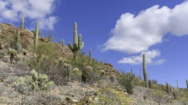 Saguaro cacti in the Sonoran Desert near Tucson
