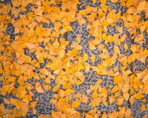 Golden Ginkgo Leaves on Stone Ground in Autumn