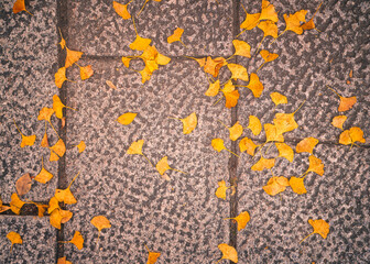 Golden Ginkgo Leaves on Stone Ground in Autumn